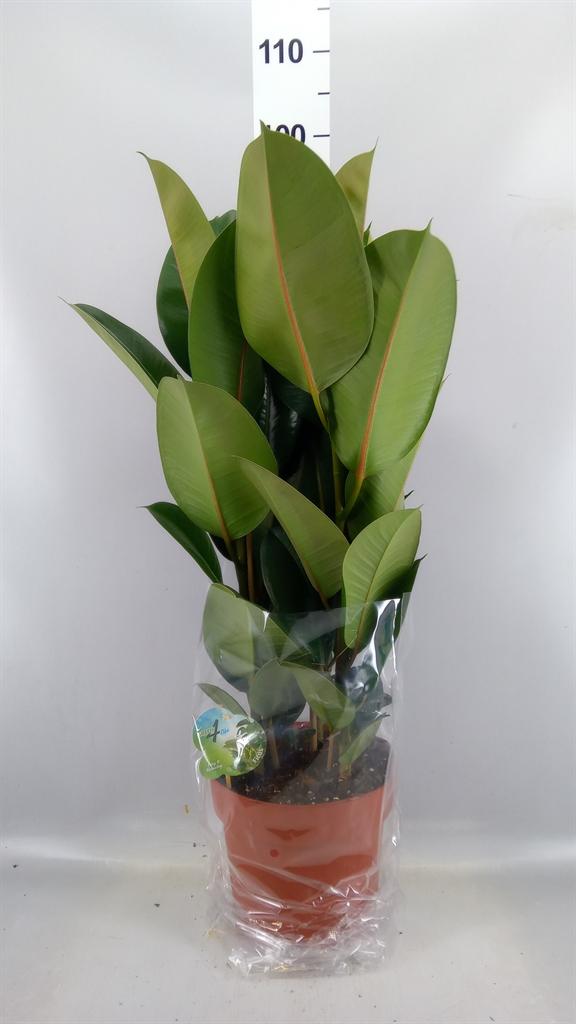 Горшечные цветы и растения оптом Ficus Elastica robusta от 1шт из Голландии с доставкой по России
