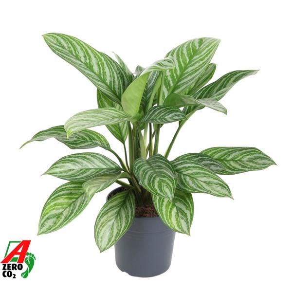Горшечные цветы и растения оптом Aglaonema Stripes от 1шт из Голландии с доставкой по России