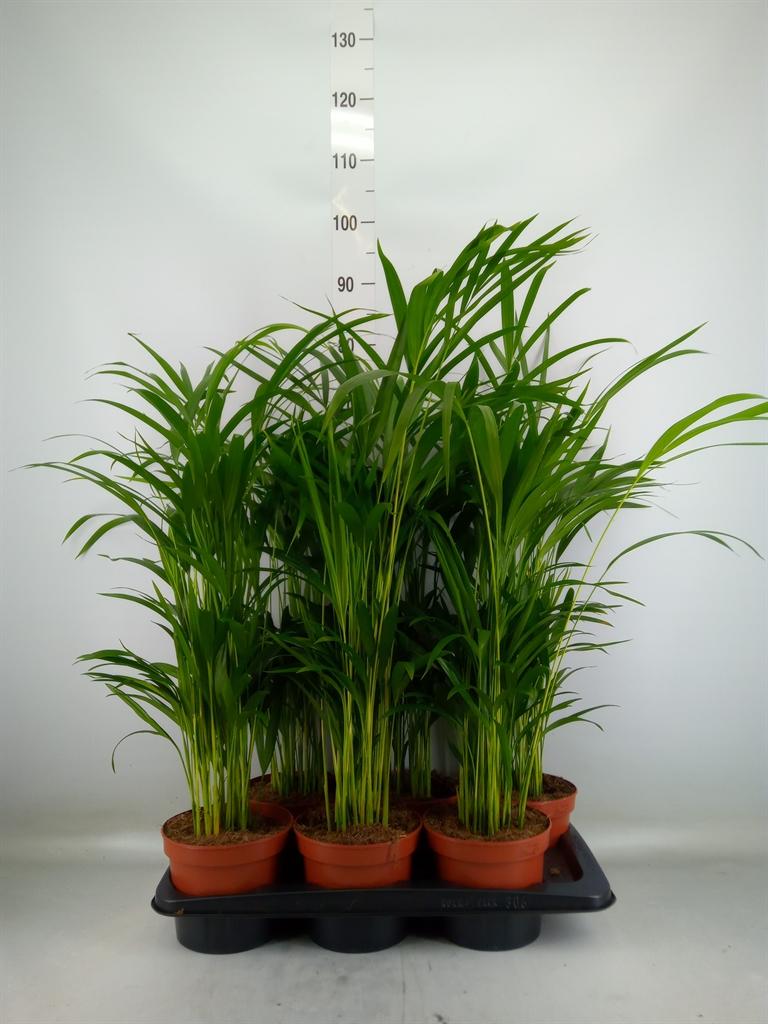 Горшечные цветы и растения оптом Dypsis Lutescens   ...chrysalidoca от 6шт из Голландии с доставкой по России