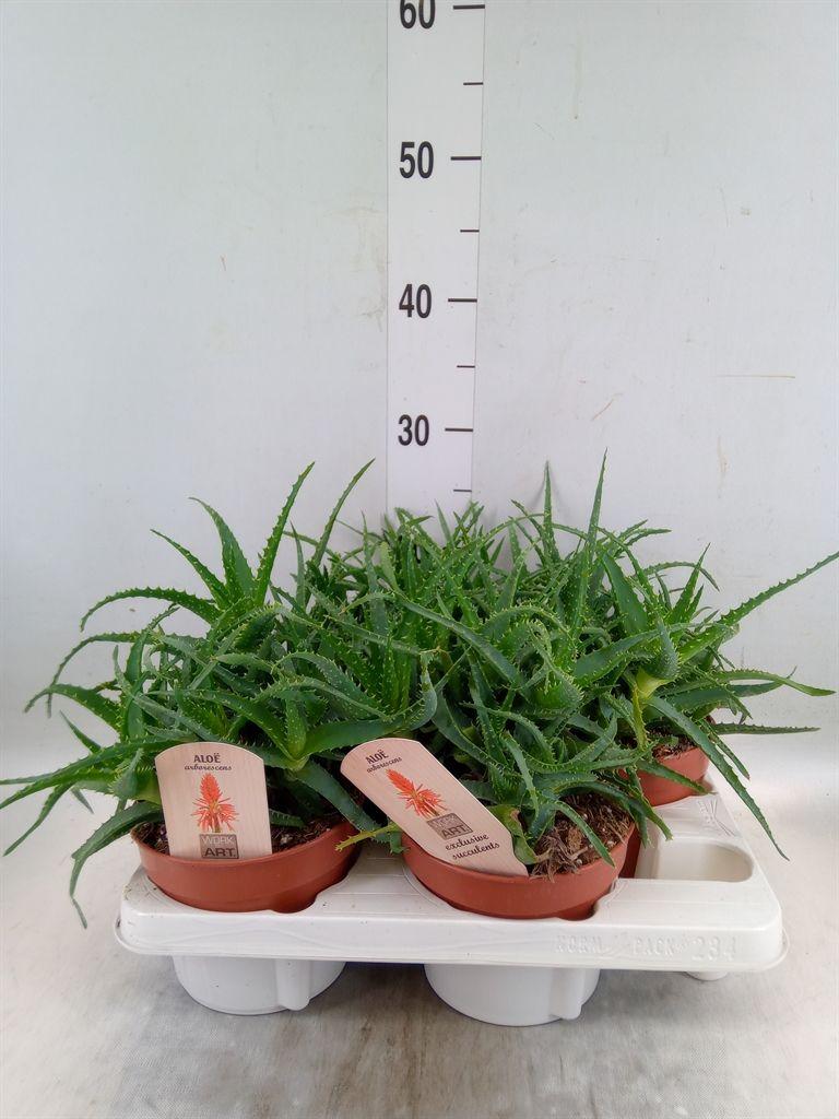 Горшечные цветы и растения оптом Aloe Arborescens от 4шт из Голландии с доставкой по России