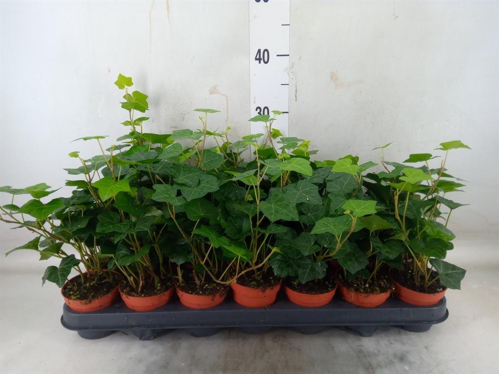 Горшечные цветы и растения оптом Hedera Hibernica от 21шт (для телеги) из Голландии с доставкой по России