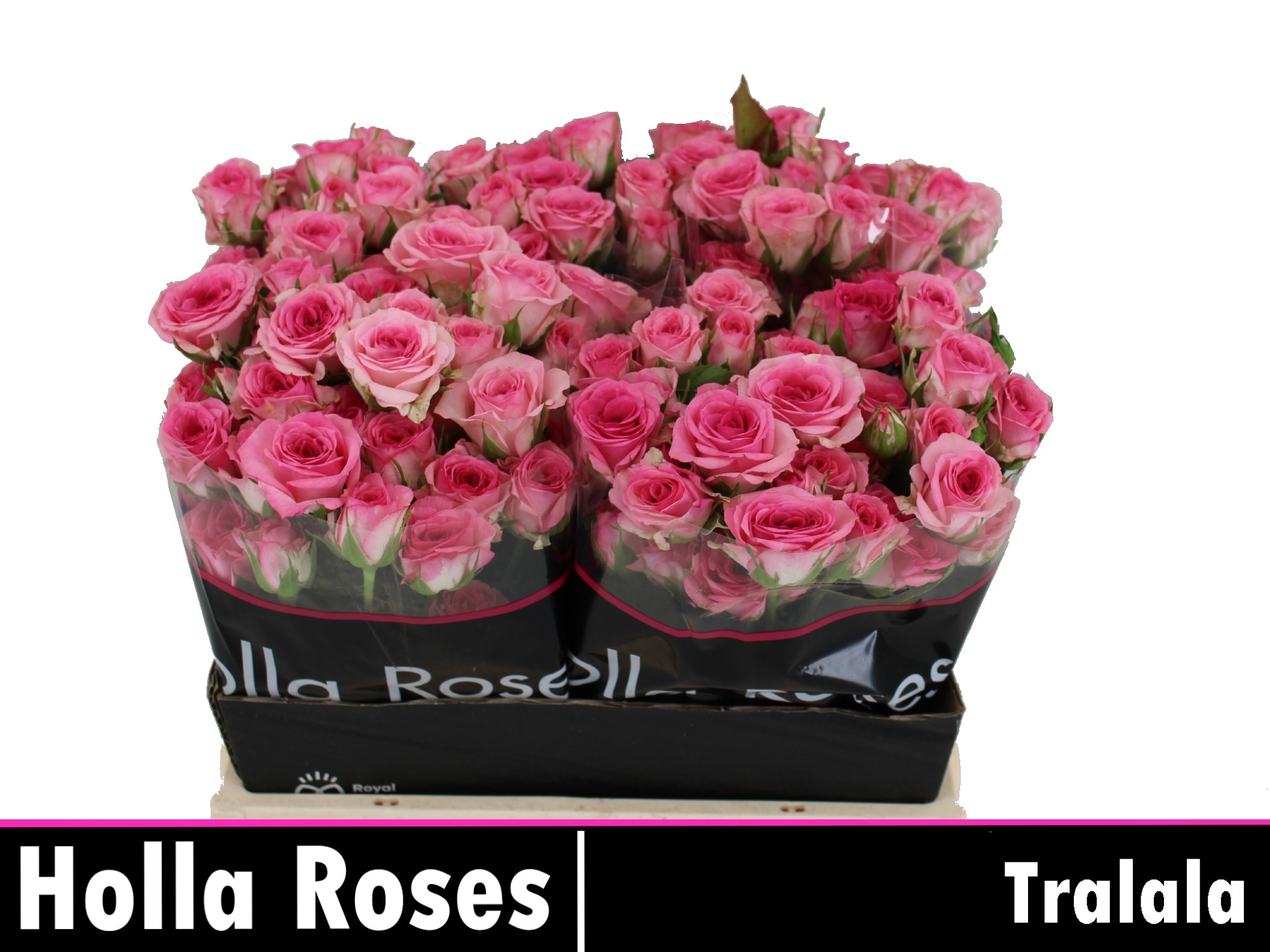 Срезанные цветы оптом Rosa spray tralala от 50шт из Голландии с доставкой по России