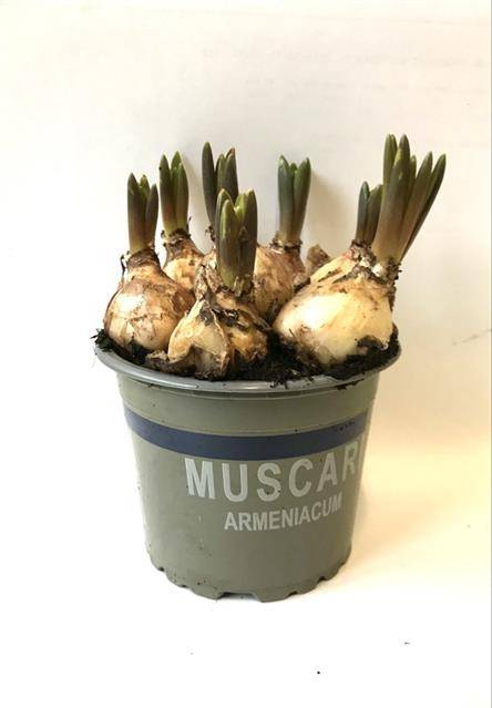 Горшечные цветы и растения оптом Muscari Blue от 12шт из Голландии с доставкой по России