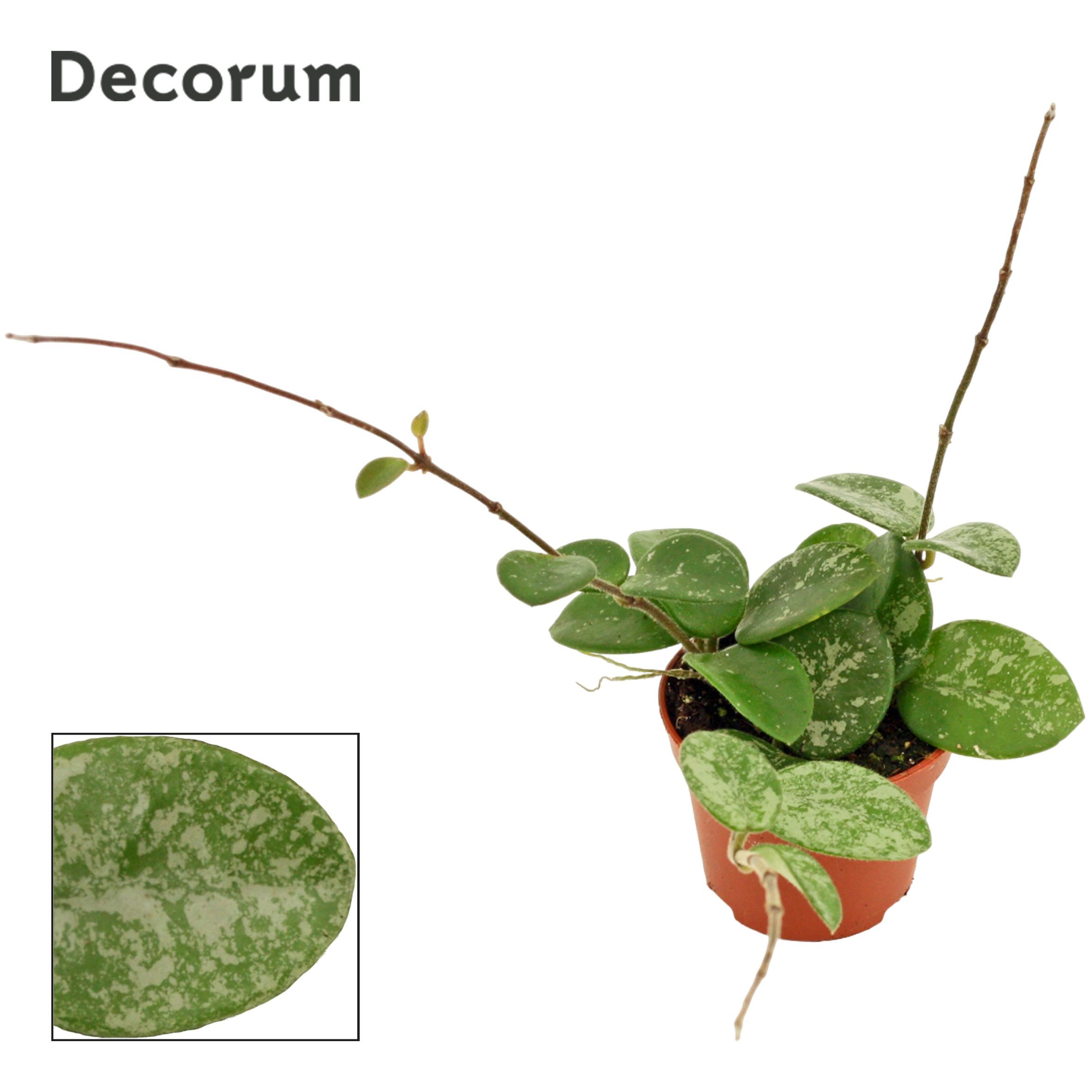 Горшечные цветы и растения оптом Hoya Mathilde Splash (decorum) от 20шт (для телеги) из Голландии с доставкой по России