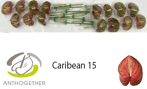 Срезанные цветы оптом Anthurium caribean от 15шт из Голландии с доставкой по России