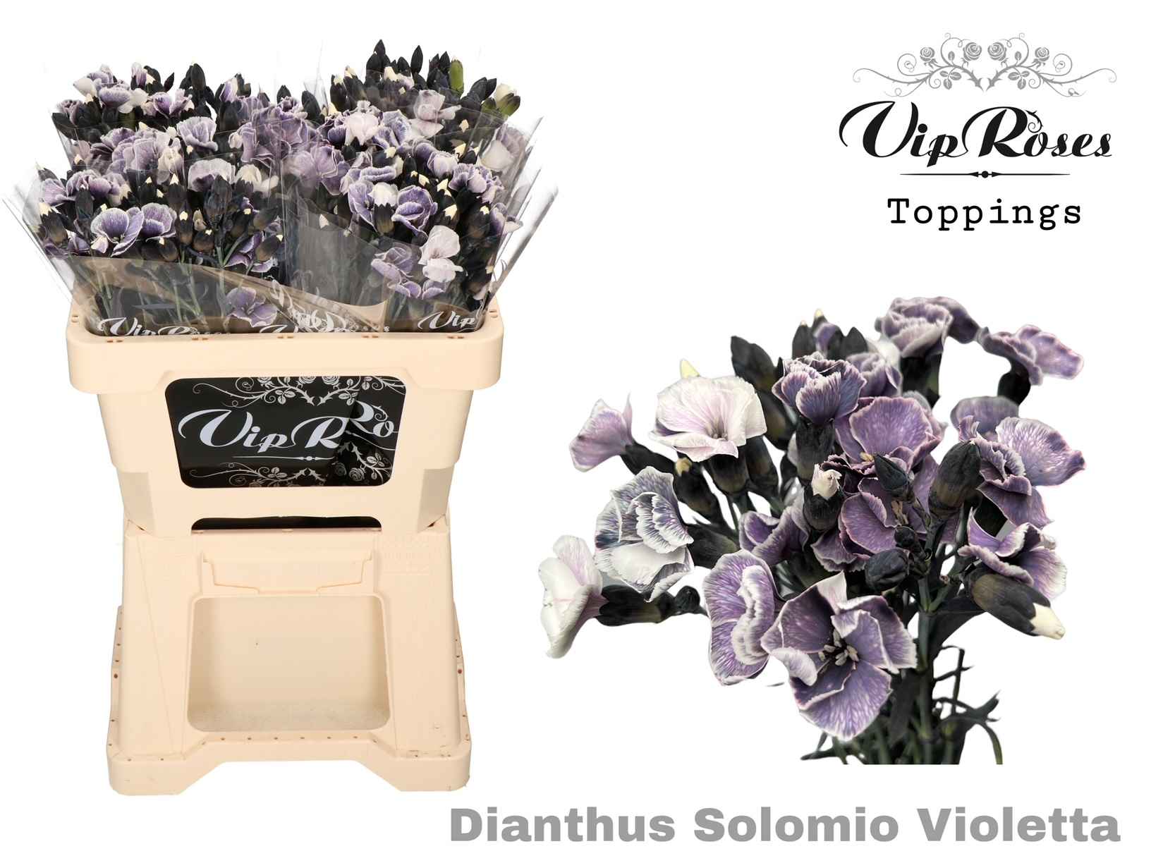 Срезанные цветы оптом Dianthus sp paint solomio violet от 60шт из Голландии с доставкой по России