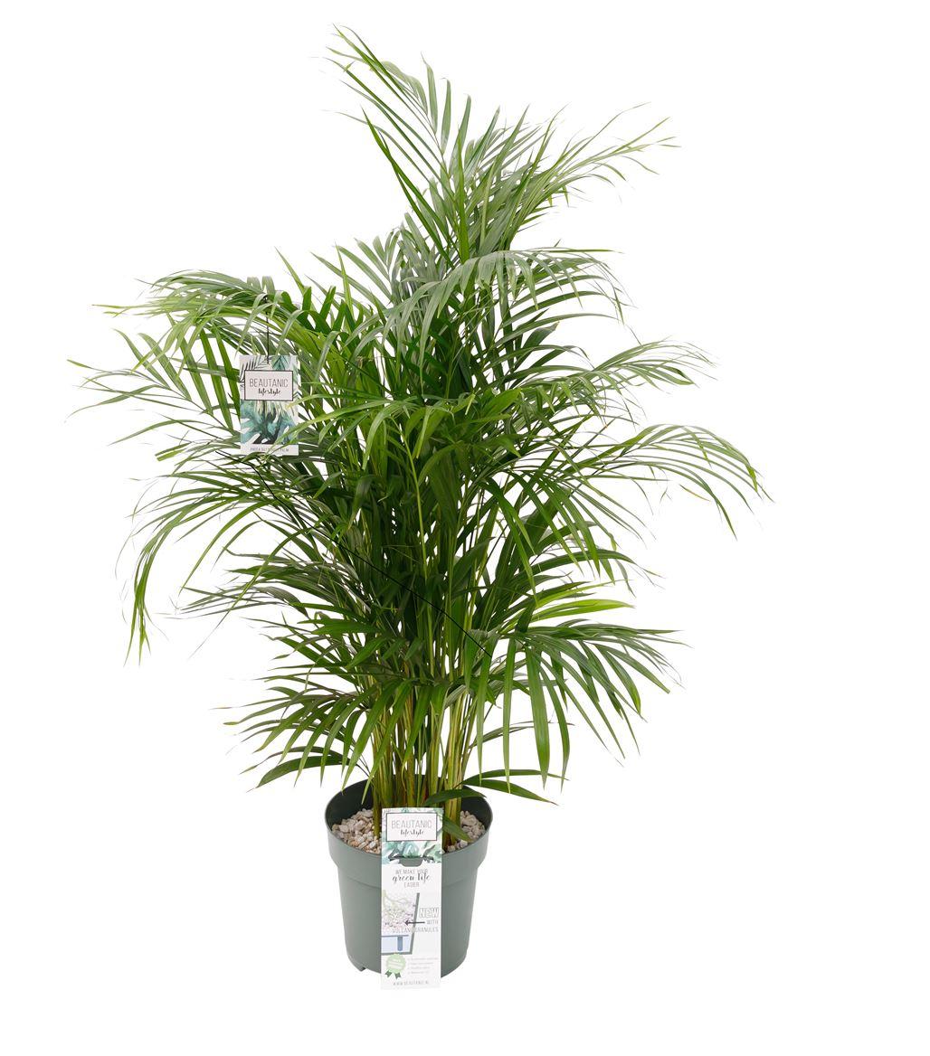 Горшечные цветы и растения оптом Dypsis Lutescens от 1шт из Голландии с доставкой по России