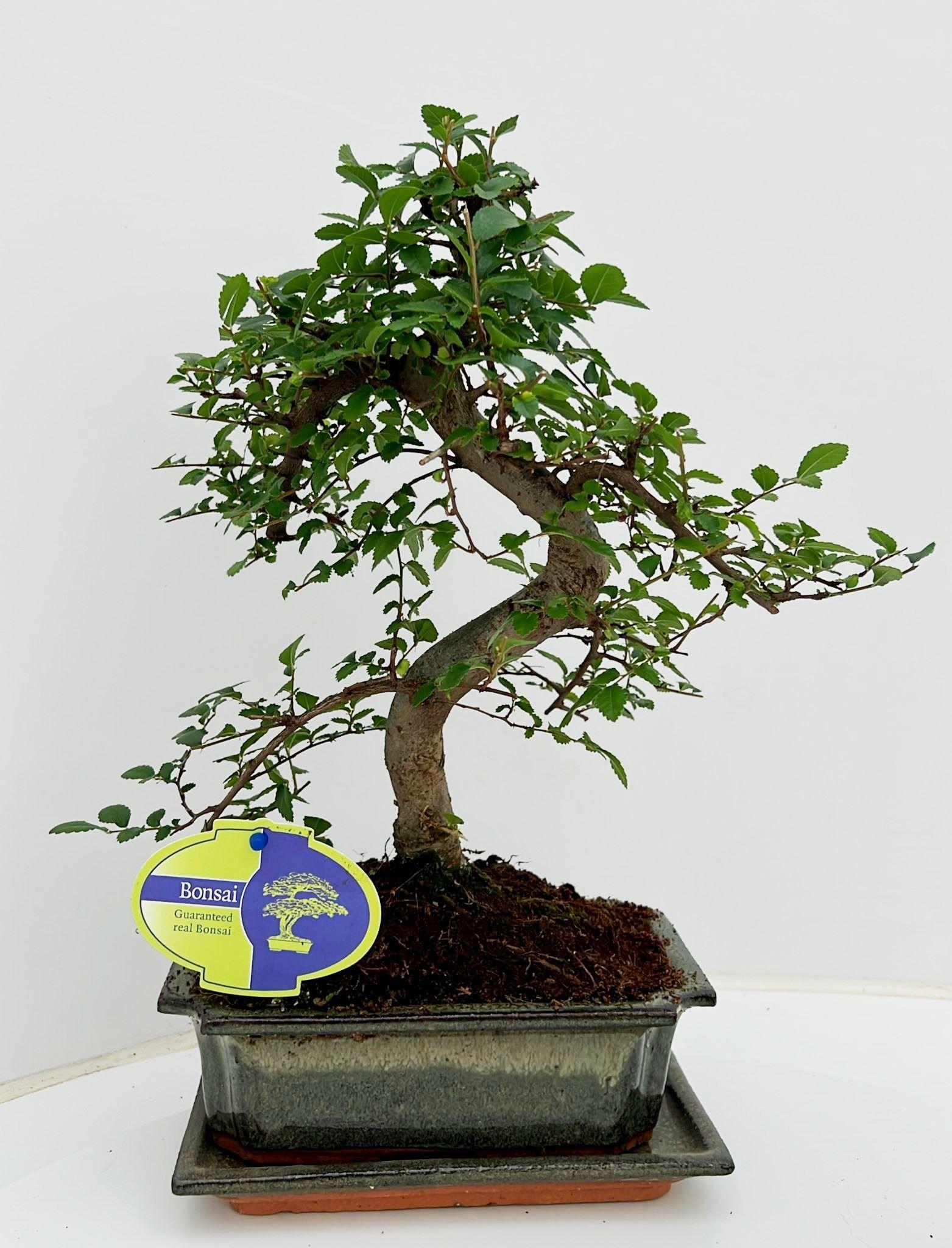Горшечные цветы и растения оптом Bonsai Zelkova Parvifolia, 20cm., Shape, With Drip от 6шт из Голландии с доставкой по России