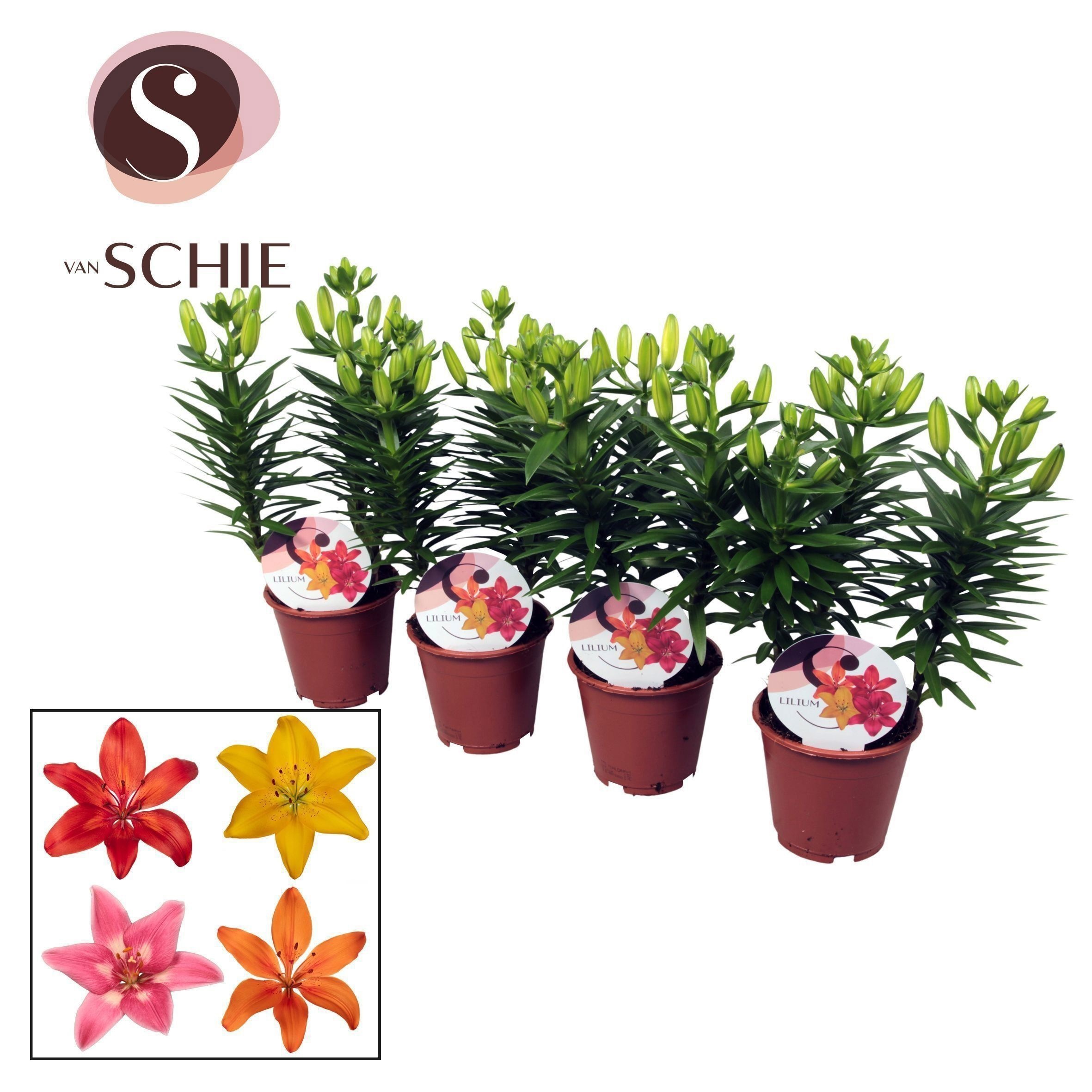 Горшечные цветы и растения оптом Garden Lilium Aziaat Mix 13cm от 9шт из Голландии с доставкой по России