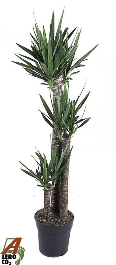 Горшечные цветы и растения оптом Yucca 120-90-45 3+ от 1шт из Голландии с доставкой по России