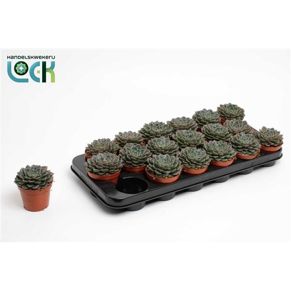 Горшечные цветы и растения оптом Echeveria Glauca от 12шт (для телеги) из Голландии с доставкой по России