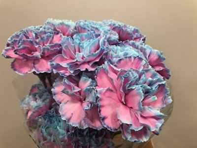 Срезанные цветы оптом Dianthus st paint bubblegum от 80шт из Голландии с доставкой по России