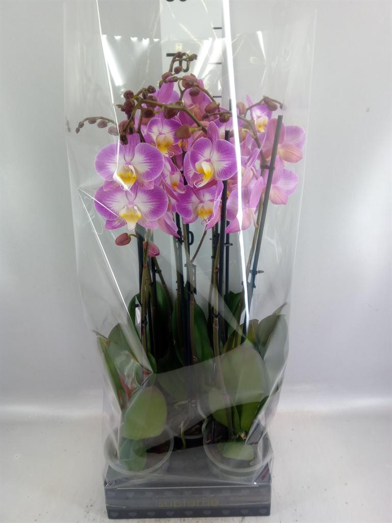 Горшечные цветы и растения оптом Phalaenopsis ant Split от 5шт из Голландии с доставкой по России