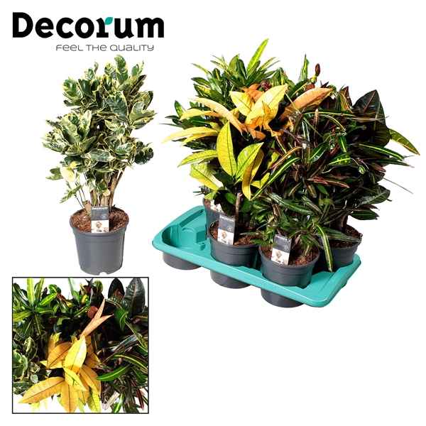 Горшечные цветы и растения оптом Codiaeum Branched 5-6 Srt (decorum) от 6шт из Голландии с доставкой по России
