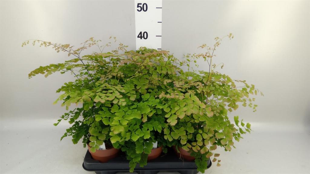 Горшечные цветы и растения оптом Adiantum Tenerum scutum Roseum от 6шт из Голландии с доставкой по России
