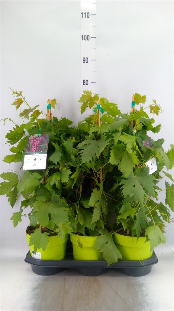 Горшечные цветы и растения оптом Vitis Vinifera от 3шт из Голландии с доставкой по России