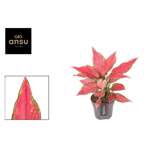 Горшечные цветы и растения оптом Aglaonema Cherry Baby от 6шт из Голландии с доставкой по России