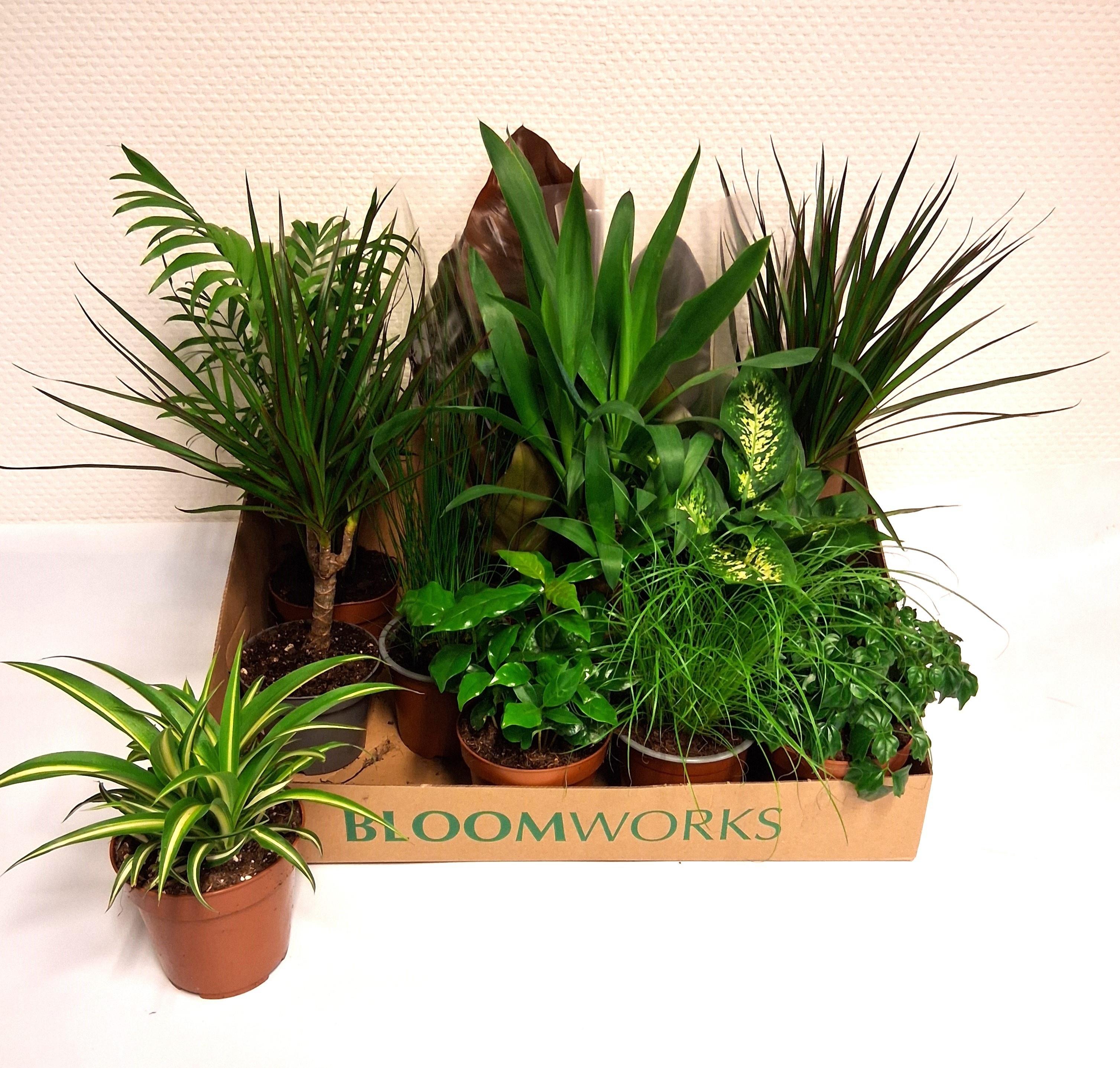 Горшечные цветы и растения оптом Kamerpl Gem Ov от 12шт из Голландии с доставкой по России Горшечные цветы и растения оптом Kamerpl Gem Ov от 12шт из Голландии с доставкой по России