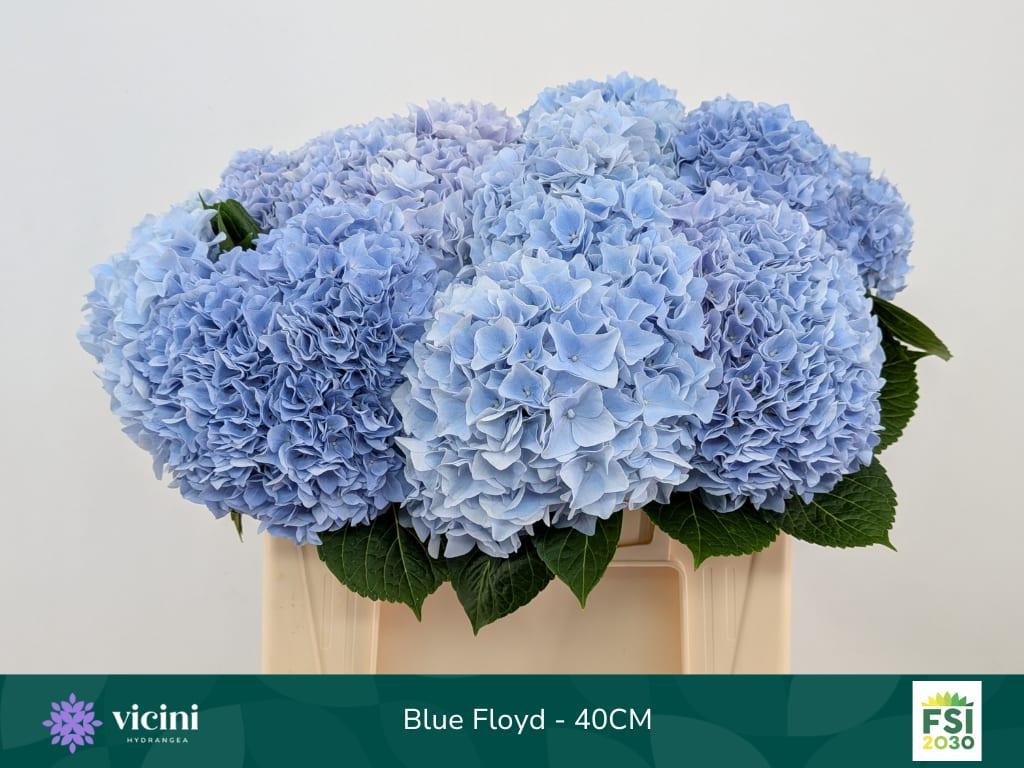 Срезанные цветы оптом Hydrangea mag pink floyd blue от 10шт из Голландии с доставкой по России