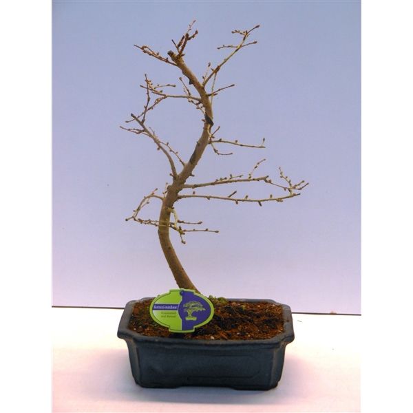 Горшечные цветы и растения оптом Bonsai Pseudolarix Amabilis 20 Cm Shape от 5шт из Голландии с доставкой по России