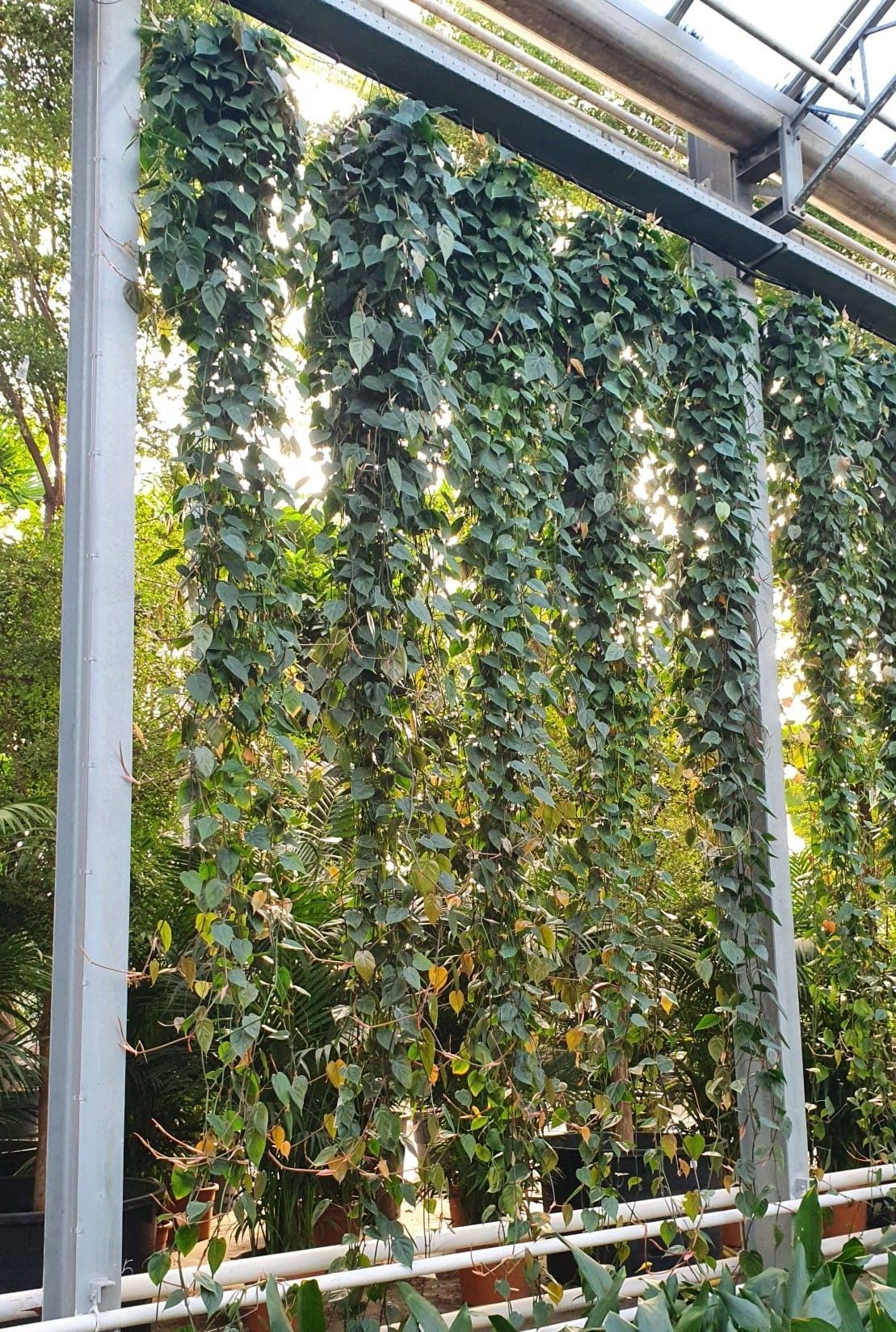 Горшечные цветы и растения оптом Philodendron Scandens Hang от 1шт из Голландии с доставкой по России