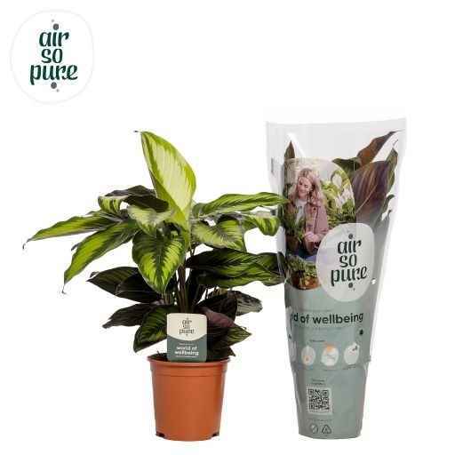 Горшечные цветы и растения оптом Calathea Pinstripe от 6шт из Голландии с доставкой по России