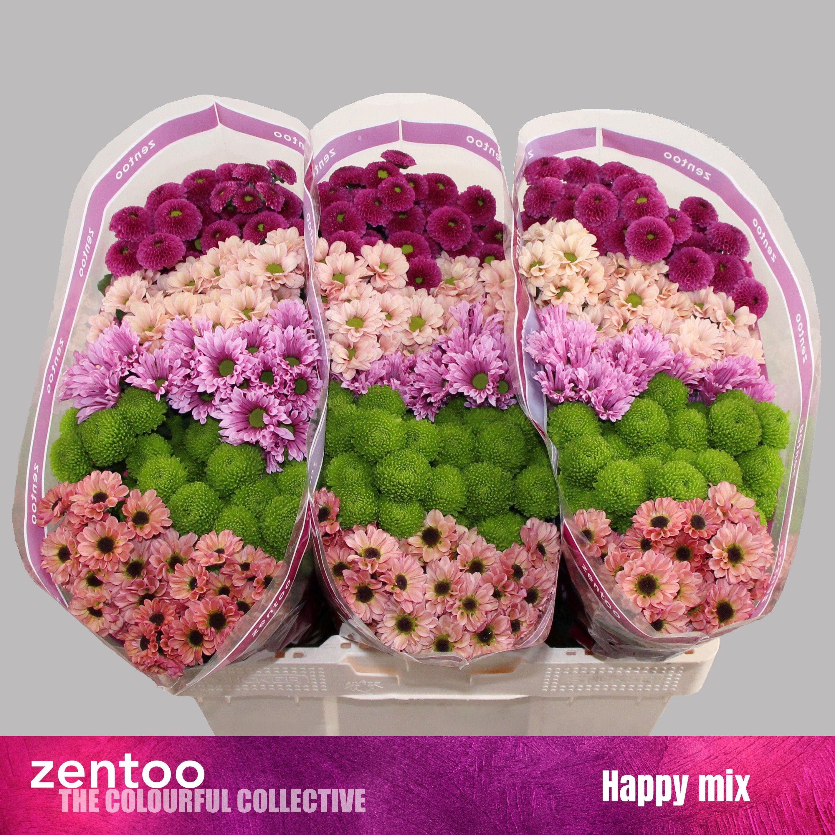 Срезанные цветы оптом Chrys sa mix happy от 75шт из Голландии с доставкой по России