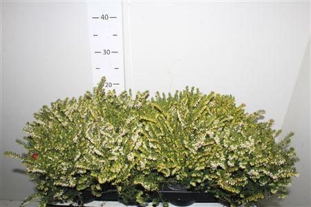 Горшечные цветы и растения оптом Eric Da White Perfec от 8шт из Голландии с доставкой по России