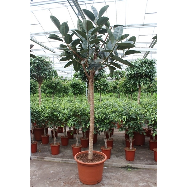 Горшечные цветы и растения оптом Ficus El Burgundy On Stem от 1шт из Голландии с доставкой по России