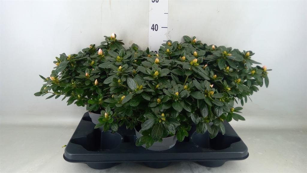 Горшечные цветы и растения оптом Rhododendron Sim.   ... от 3шт из Голландии с доставкой по России