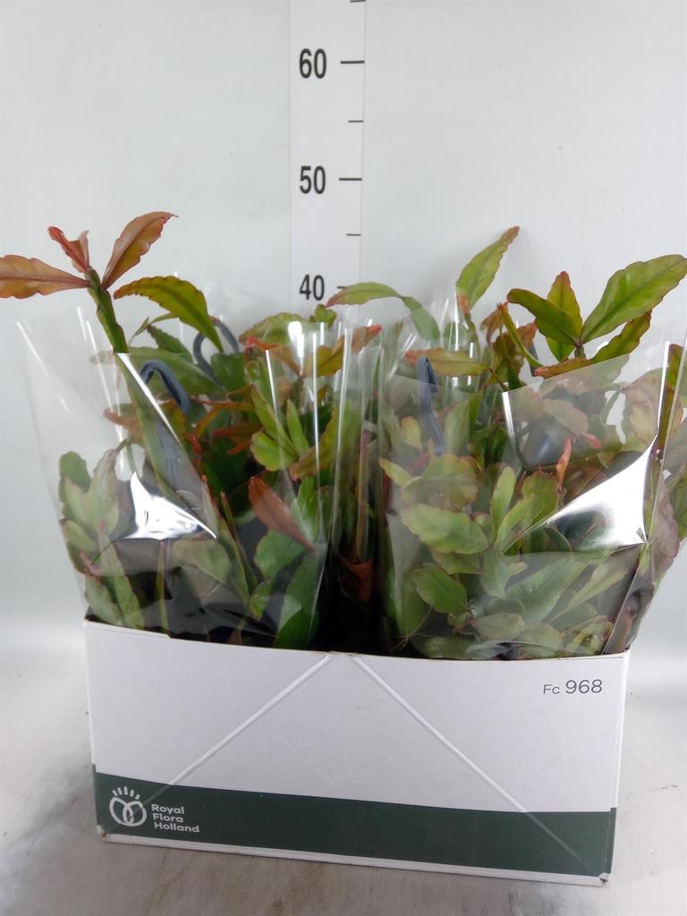 Горшечные цветы и растения оптом Rhipsalis Elliptica от 5шт из Голландии с доставкой по России