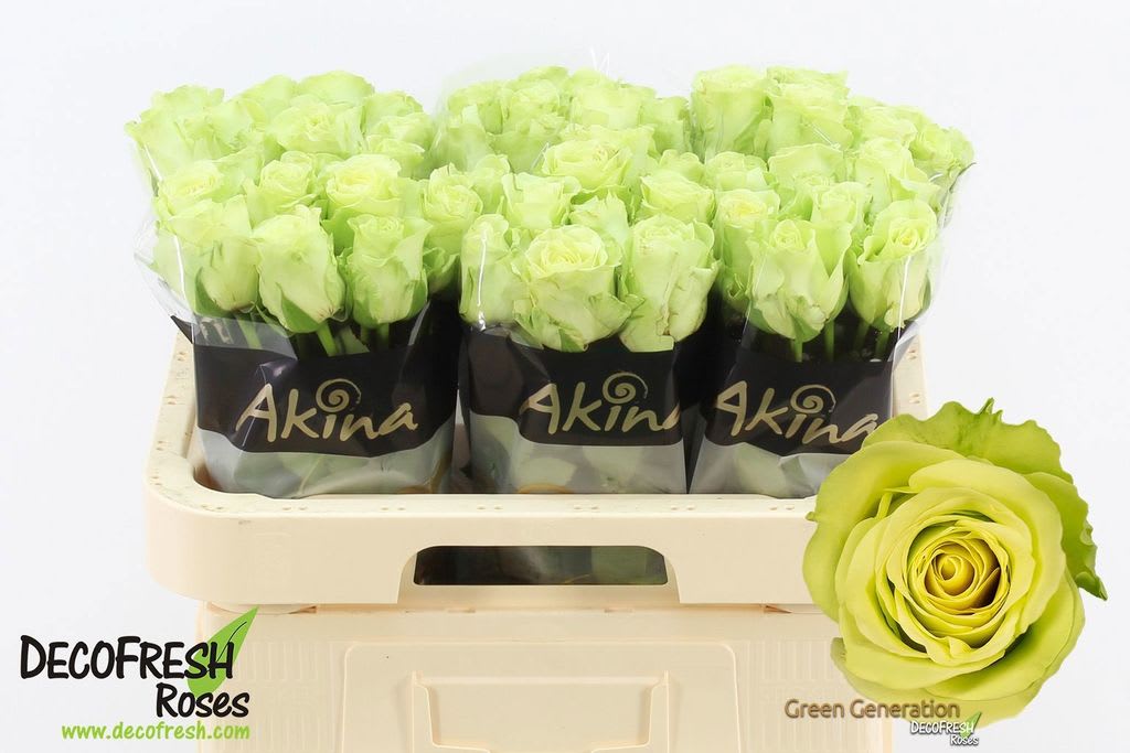 Срезанные цветы оптом Rosa large green generation от 60шт из Голландии с доставкой по России