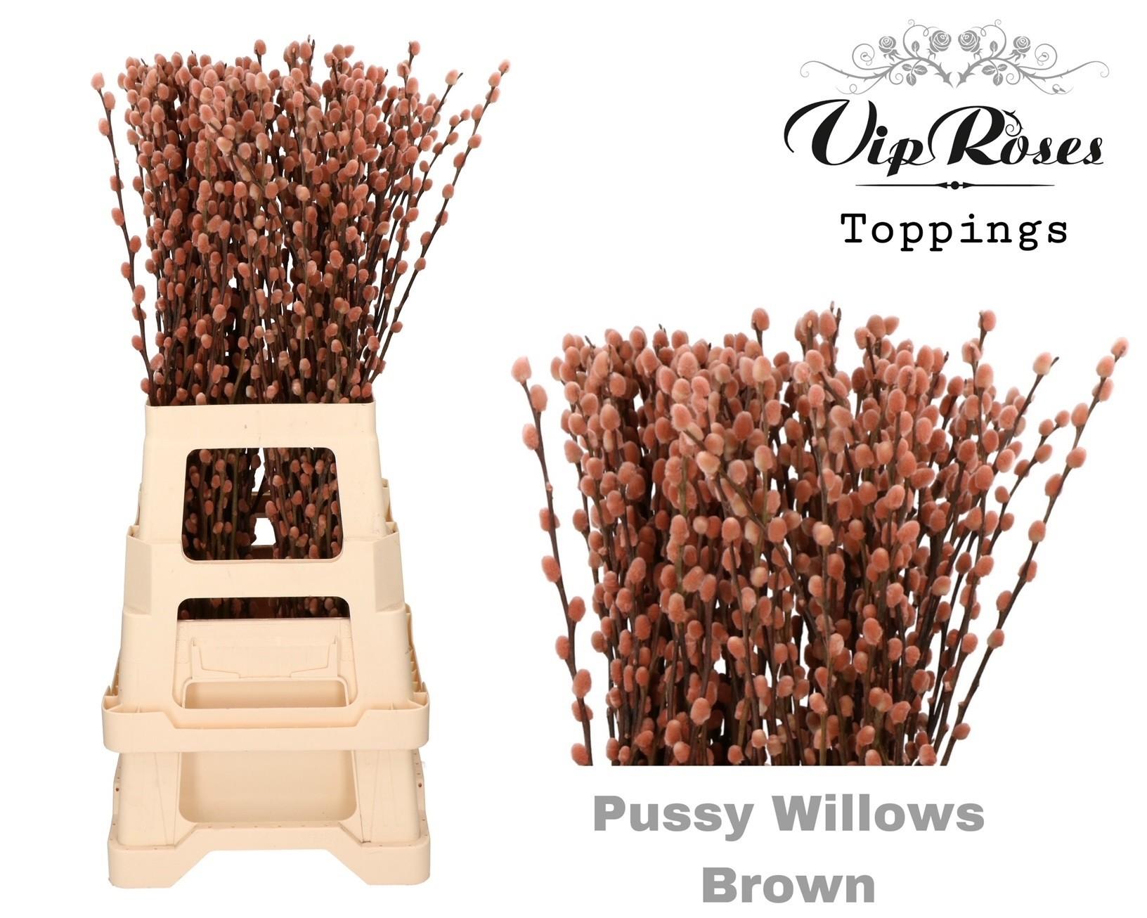 Срезанные цветы оптом Salix paint pussy willow brown от 100шт из Голландии с доставкой по России