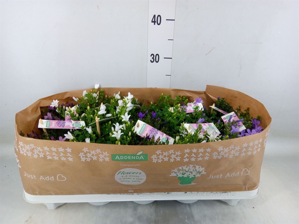 Горшечные цветы и растения оптом Campanula   ... от 10шт (для телеги) из Голландии с доставкой по России