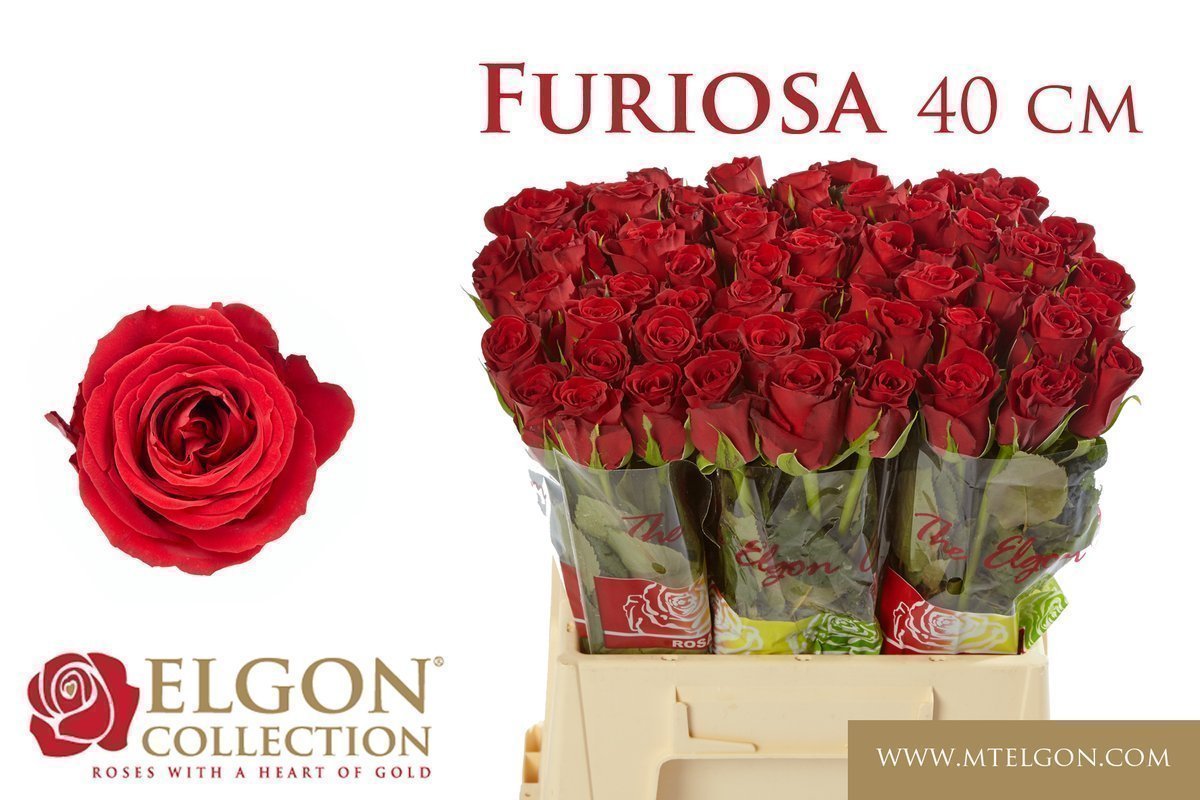 Срезанные цветы оптом Rosa large furiosa от 60шт. из Голландии с доставкой по России