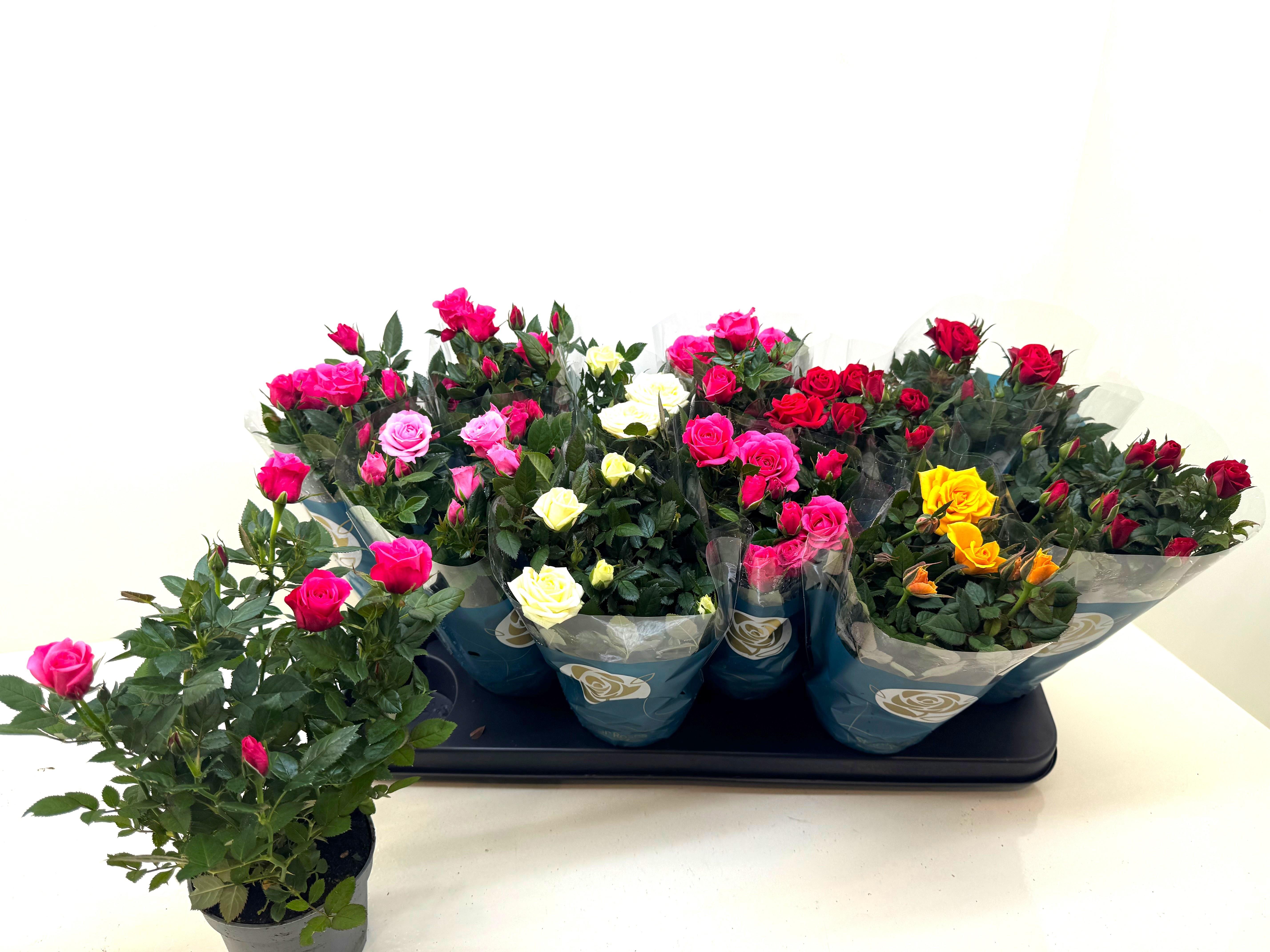 Горшечные цветы и растения оптом Ro Star Roses Gem от 12шт из Голландии с доставкой по России Горшечные цветы и растения оптом Ro Star Roses Gem от 12шт из Голландии с доставкой по России