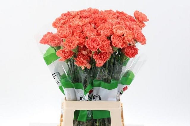 Срезанные цветы оптом Dianthus st orange от 80шт из Голландии с доставкой по России