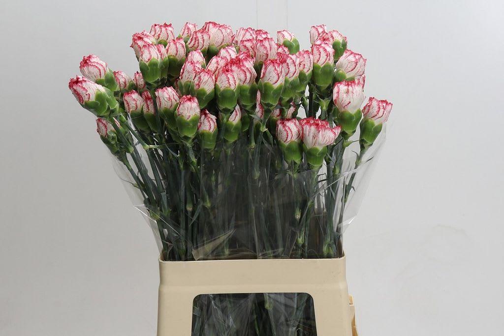 Срезанные цветы оптом Dianthus st beauty от 100шт из Голландии с доставкой по России