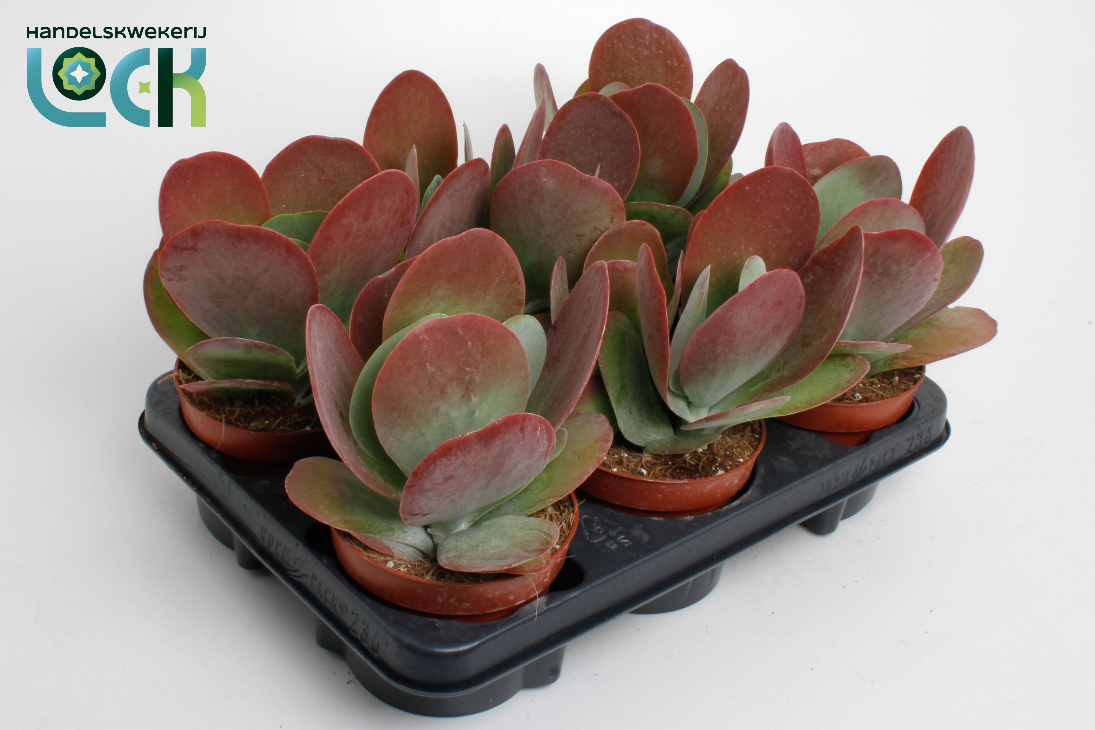 Горшечные цветы и растения оптом Kalanchoe Thyrsifl от 6шт из Голландии с доставкой по России