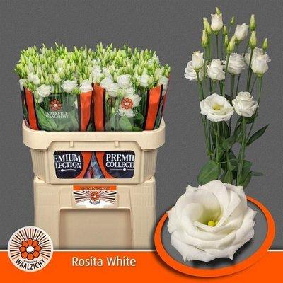 Срезанные цветы оптом Lisianthus do rosita white от 40шт. из Голландии с доставкой по России