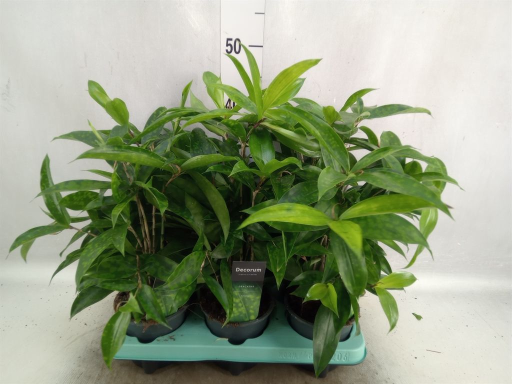 Горшечные цветы и растения оптом Dracaena Surculosa от 6шт из Голландии с доставкой по России