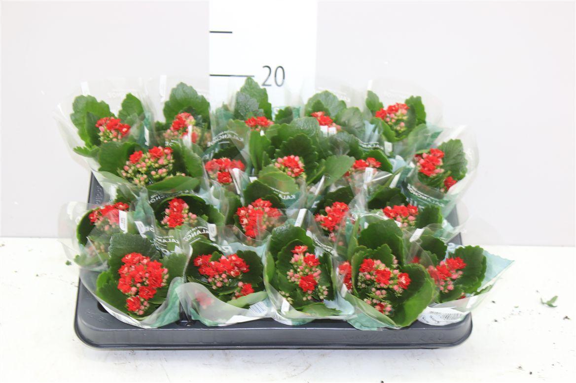 Горшечные цветы и растения оптом Kalanchoe Rosalina Rood от 20шт (для телеги) из Голландии с доставкой по России