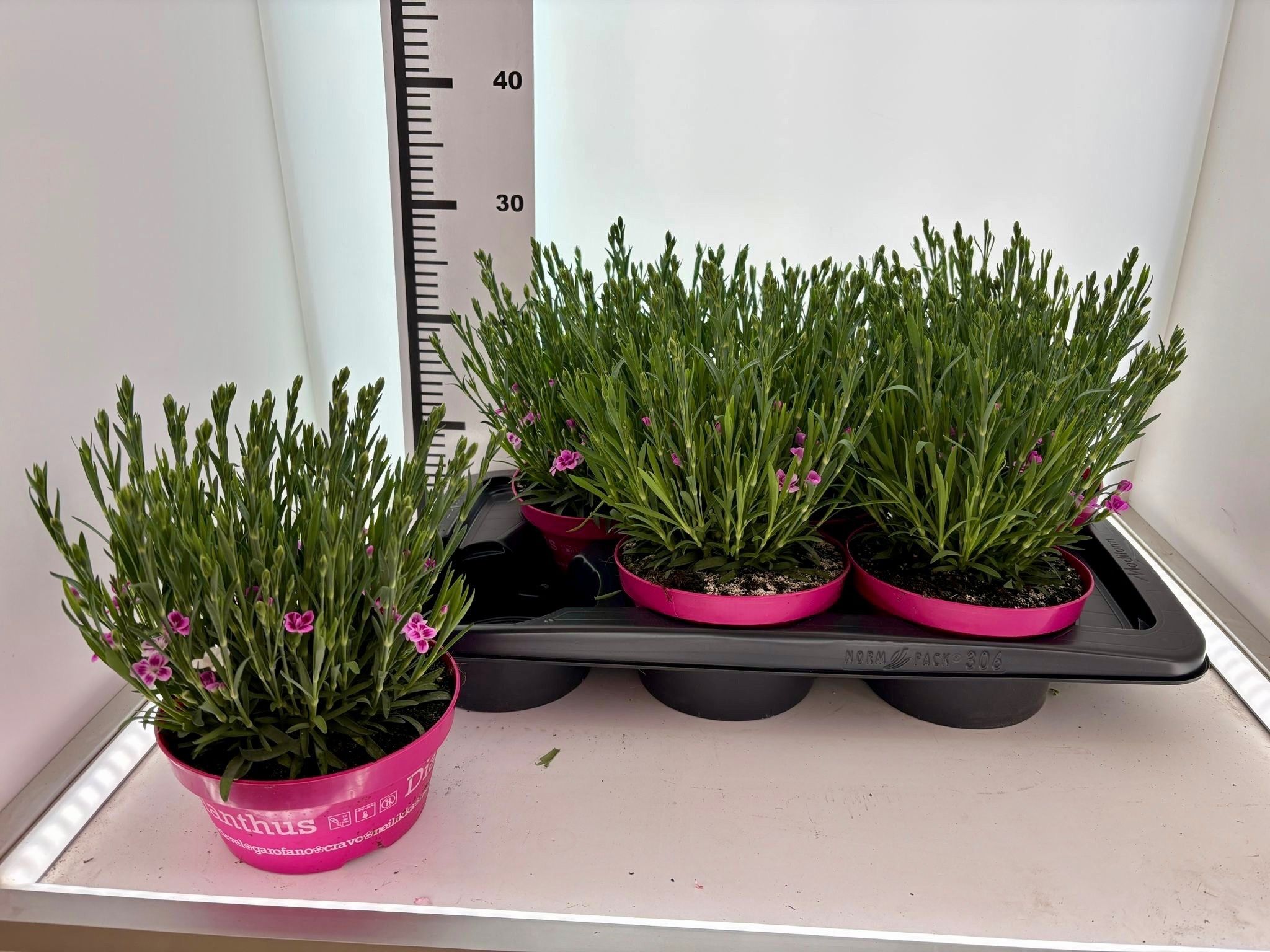 Горшечные цветы и растения оптом Dian Di Pink Kisses от 6шт из Голландии с доставкой по России