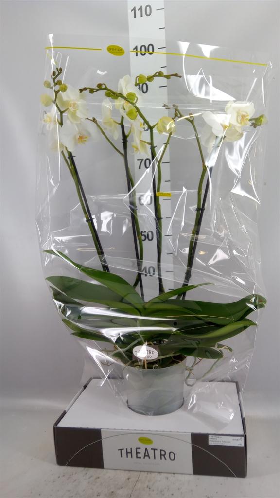 Горшечные цветы и растения оптом Phalaenopsis ...white от 1шт из Голландии с доставкой по России