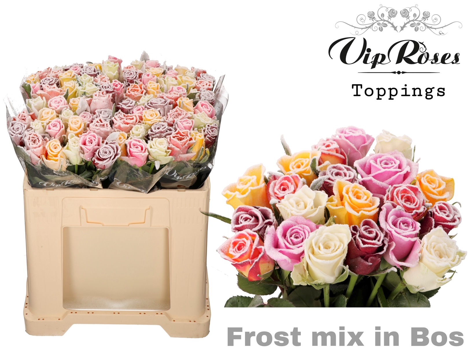 Срезанные цветы оптом Rosa la paint frost wax mix in bunch от 80шт из Голландии с доставкой по России