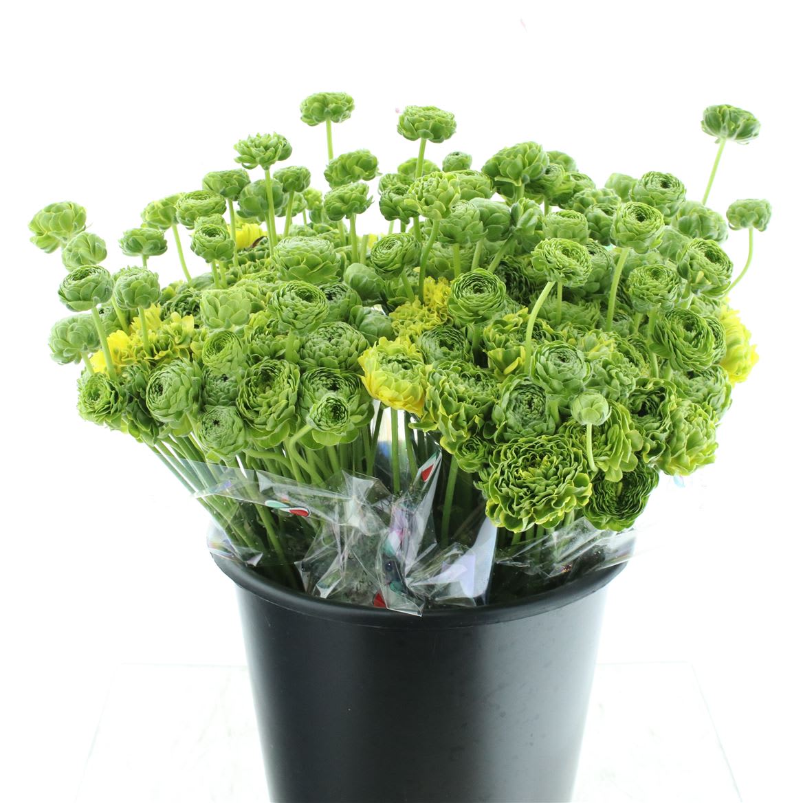 Срезанные цветы оптом Ranunculus pon pon peterpan от 100шт из Голландии с доставкой по России