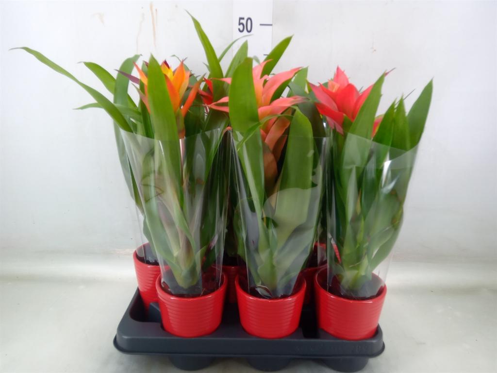 Горшечные цветы и растения оптом Bromelia ...mix от 9шт из Голландии с доставкой по России Горшечные цветы и растения оптом Bromelia ...mix от 9шт из Голландии с доставкой по России