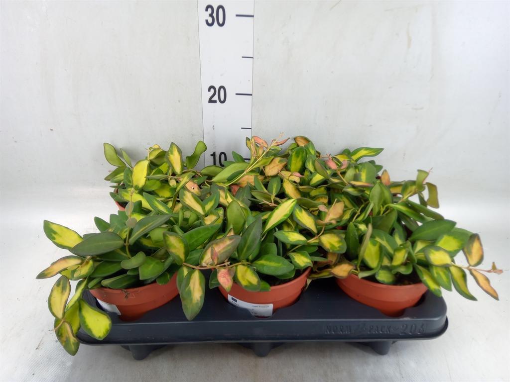 Горшечные цветы и растения оптом Hoya Ov от 6шт из Голландии с доставкой по России