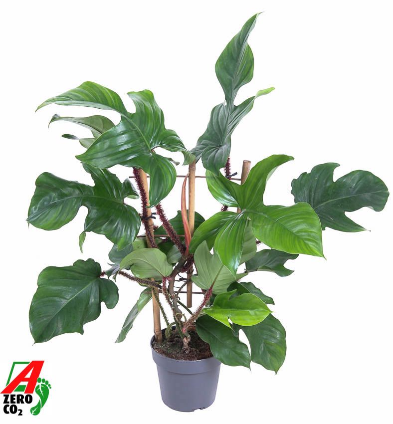 Горшечные цветы и растения оптом Philodendron Red Wonder On Reck от 1шт из Голландии с доставкой по России