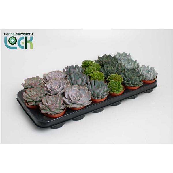 Горшечные цветы и растения оптом Echeveria Special Mix от 12шт (для телеги) из Голландии с доставкой по России
